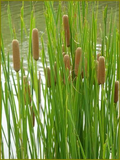 令和３年８月28日 蒲の穂や因幡の兎今いずこ 花の歳時記 天南星の魅力 山野草 楽天ブログ