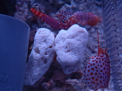 パープルリーフロブスター（Enoplometopus debelius）3　脱皮