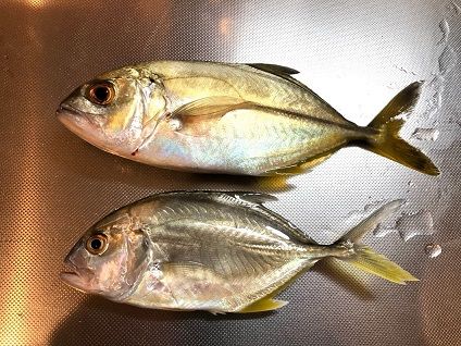 飯岡漁港で 釣り 大潮会 千葉東房総釣果 飯岡漁港 銚子 釣り仲間と 海外タイランド の国のページです 楽天ブログ