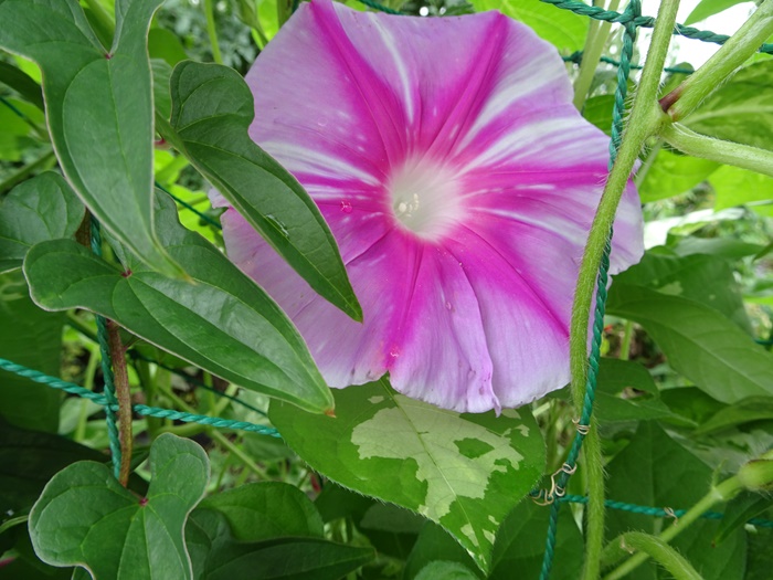 DSC06772_R.JPG