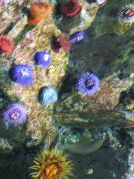 葛西水族園4