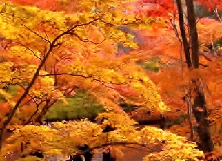 常寂光寺.jpg