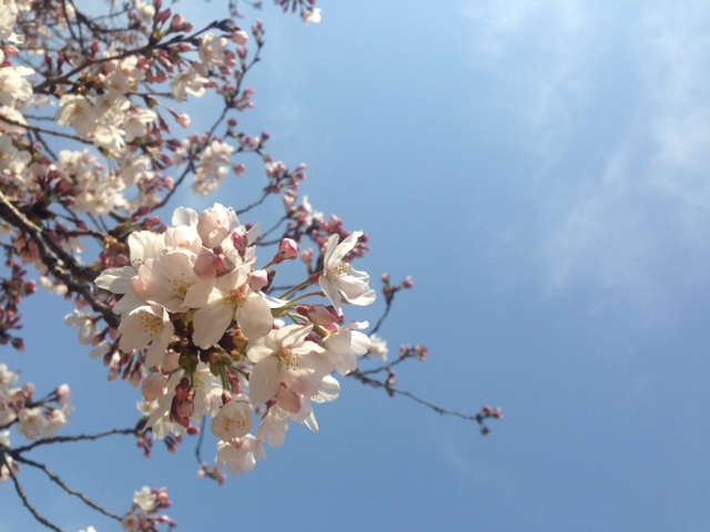 縮景園桜.JPG