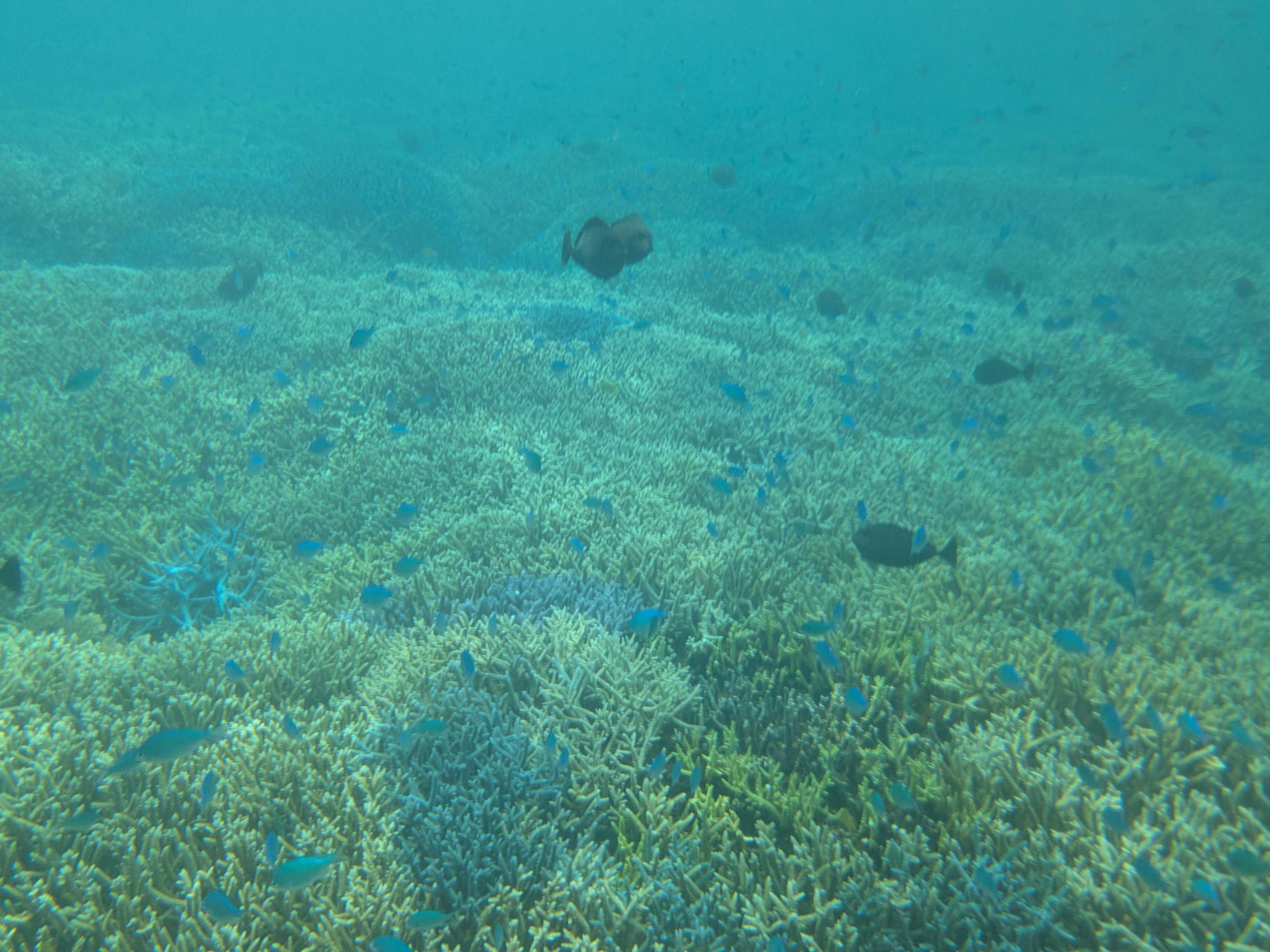 西表島　海猫　アクティビティツアー　子連れシュノーケル