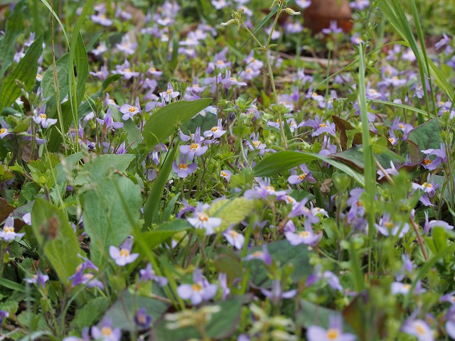 P4200276.jpg