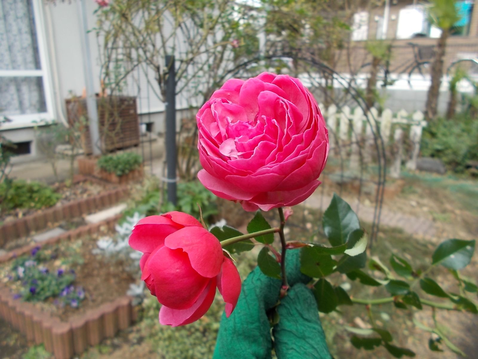 ポンポネッラを誘引しました バラを咲かせることが好き 楽天ブログ