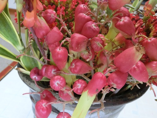 沖縄の多肉の花