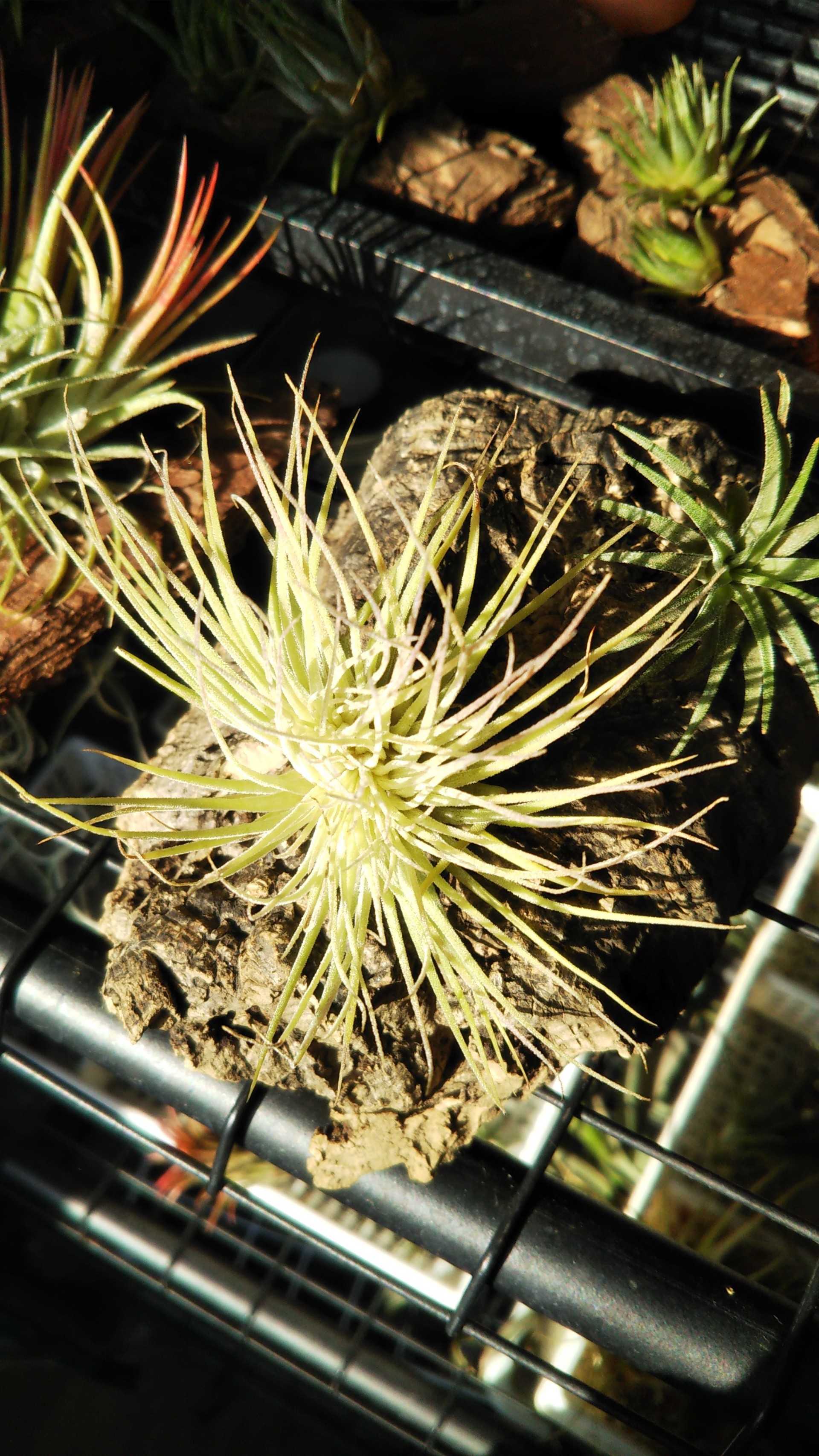 記事一覧 徒然草なるままに書くブログ 楽天ブログ