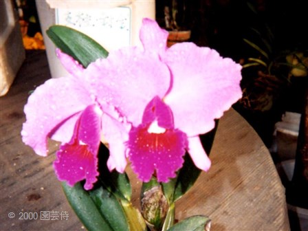 Lc. Cosmo-Horace 2000