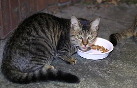 5DA_9106-10.jpg