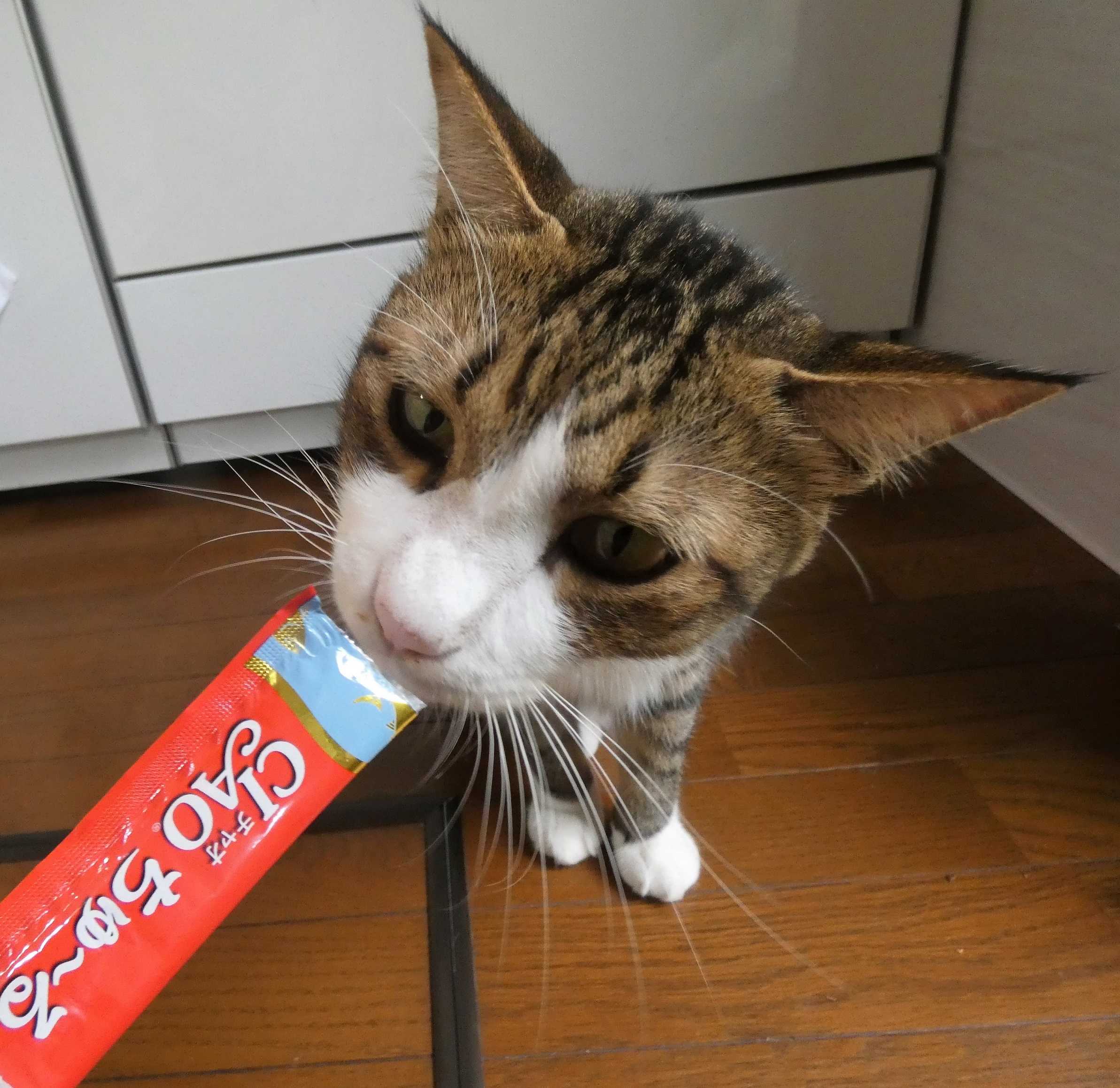 これが本当のジャングル・初めてのちゅ～る ★すぷーん★ガーデン 楽天ブログ