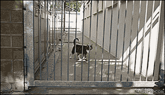 A ninja cat easily jumps over a very high gate.gif