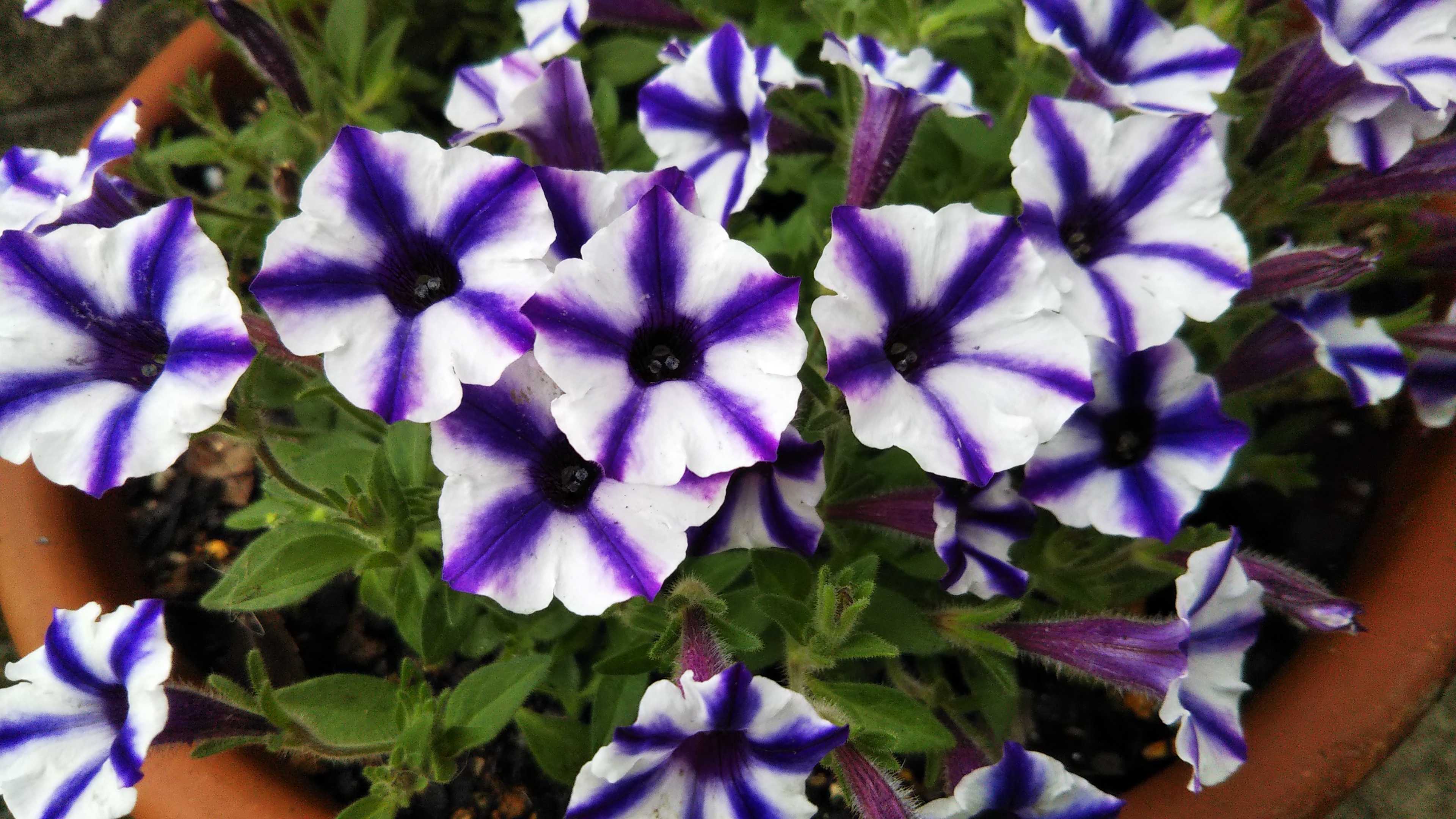 スーパーチュニア植え付け 切り戻しサフィニア開花 シェードガーデンと猫 楽天ブログ