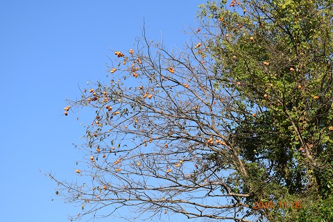 DSC_0074.JPG