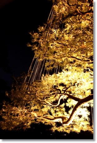 兼六園ライトアップ　・冬の段-12 14.2.4