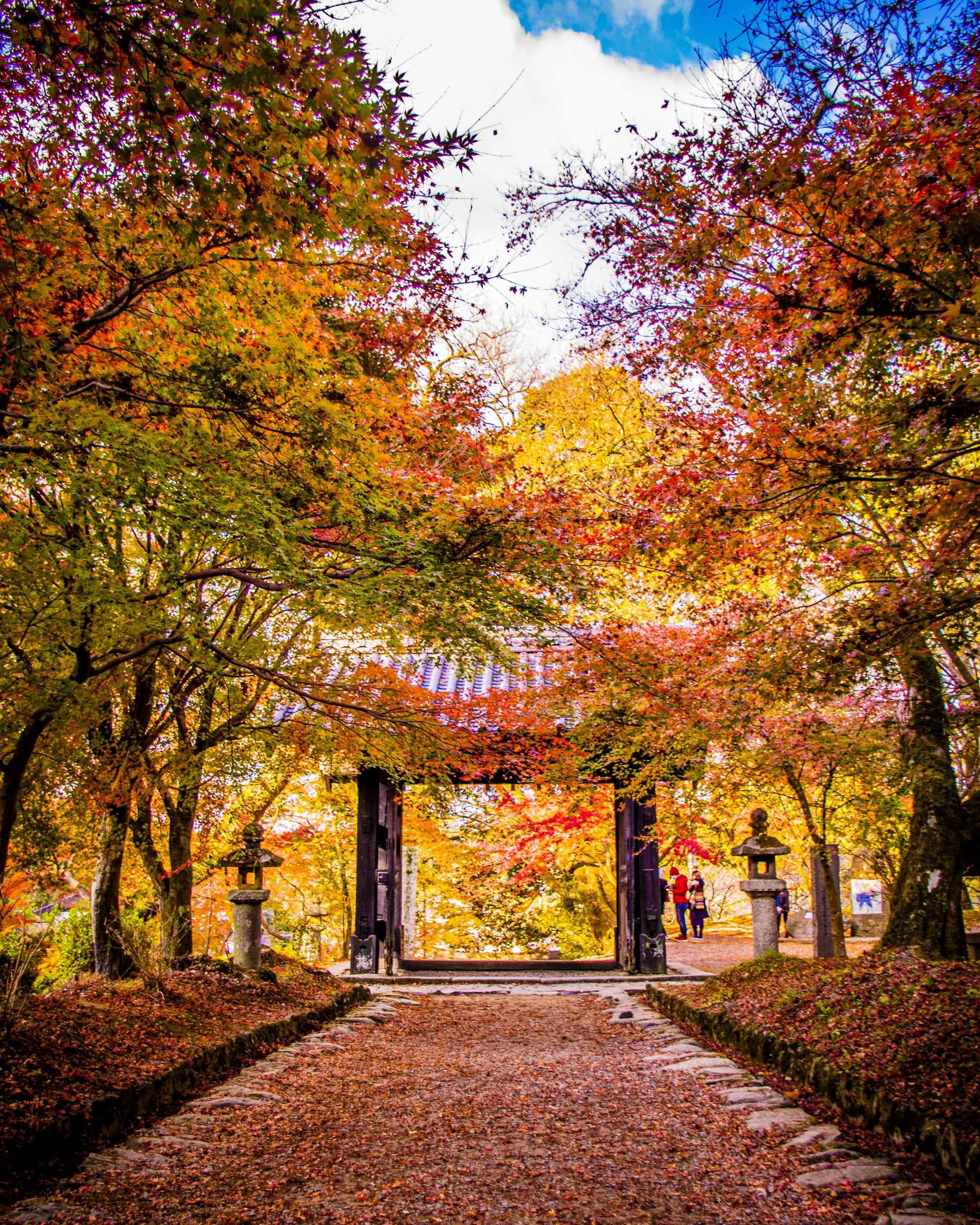 紅葉はタイミングが命 たきびとうさぎのおさんぽ 楽天ブログ