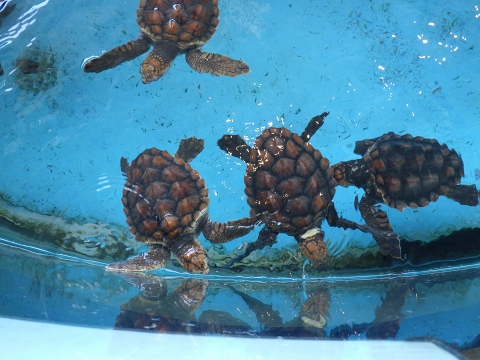 串本海中公園2017年4月中旬20　アカウミガミ（Caretta caretta）の子供