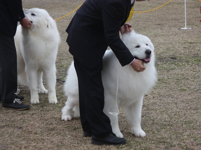 IMG_0992 - コピー.JPG