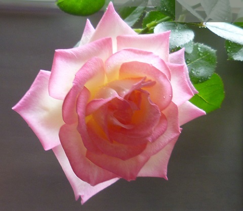 P1240340画像1.jpg