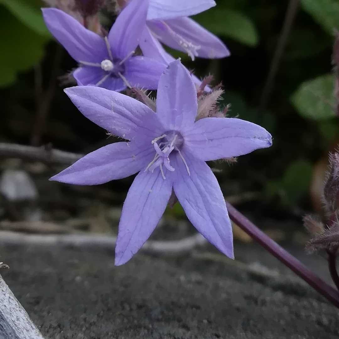 カンパニュラ アルペンブルーの花 びいとるのブログ 楽天ブログ