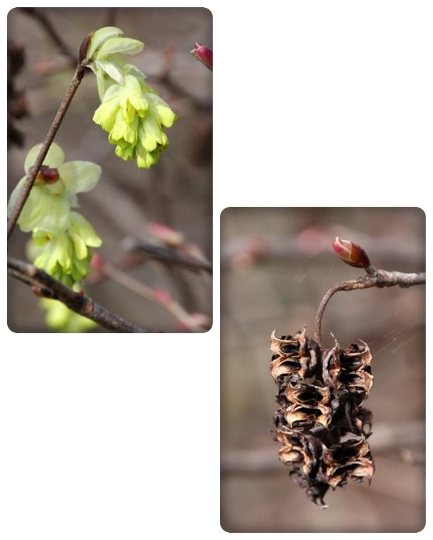 吉岡園地-11 トサミズキ 15.4.22