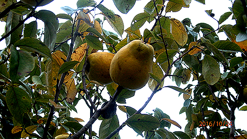 PA244870-3.jpg