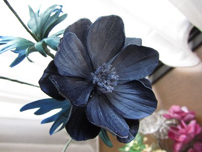 anemone