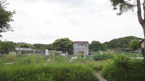 hatake