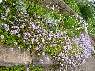 P1180076ss.jpg