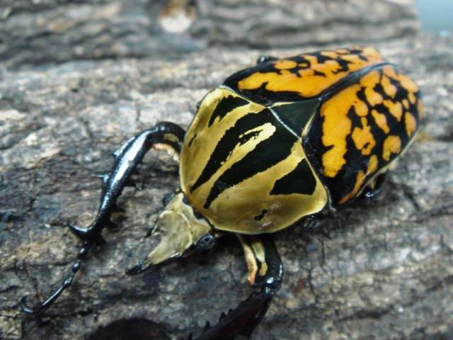 M.オーベルチュール | COLORSスタッフブログ - 楽天ブログ