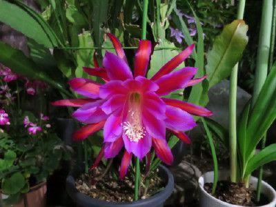 クジャクサボテン花後の剪定 Ike S いたずらガーデニング 楽天ブログ