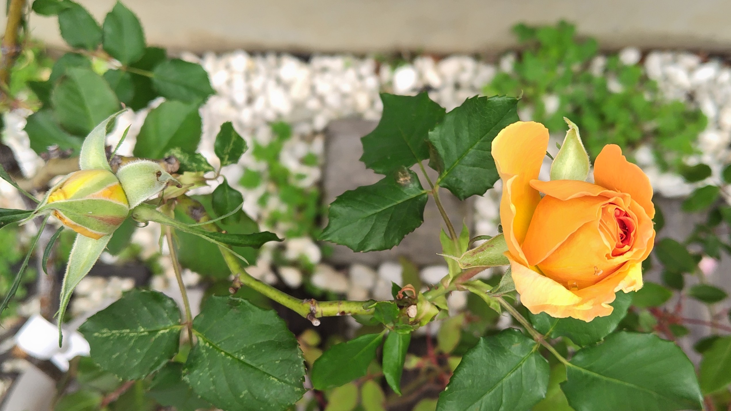 六番目の開花 元気な薔薇 ブラスバンド | 薔薇とガーデニングと