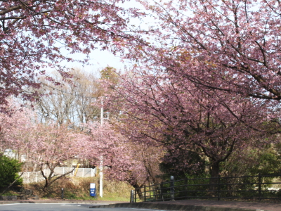 散り始めの大寒桜