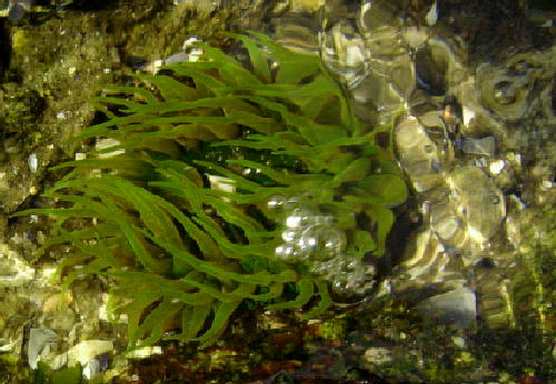 ミドリイソギンチャク１