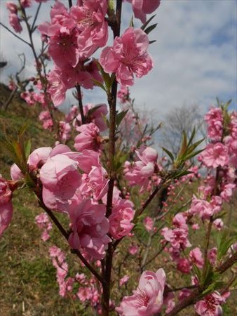 里山公園　ハナモモ