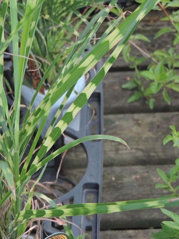 タイガーグラス 田舎の花屋日記 楽天ブログ