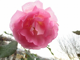 IMG_4061ss.jpg