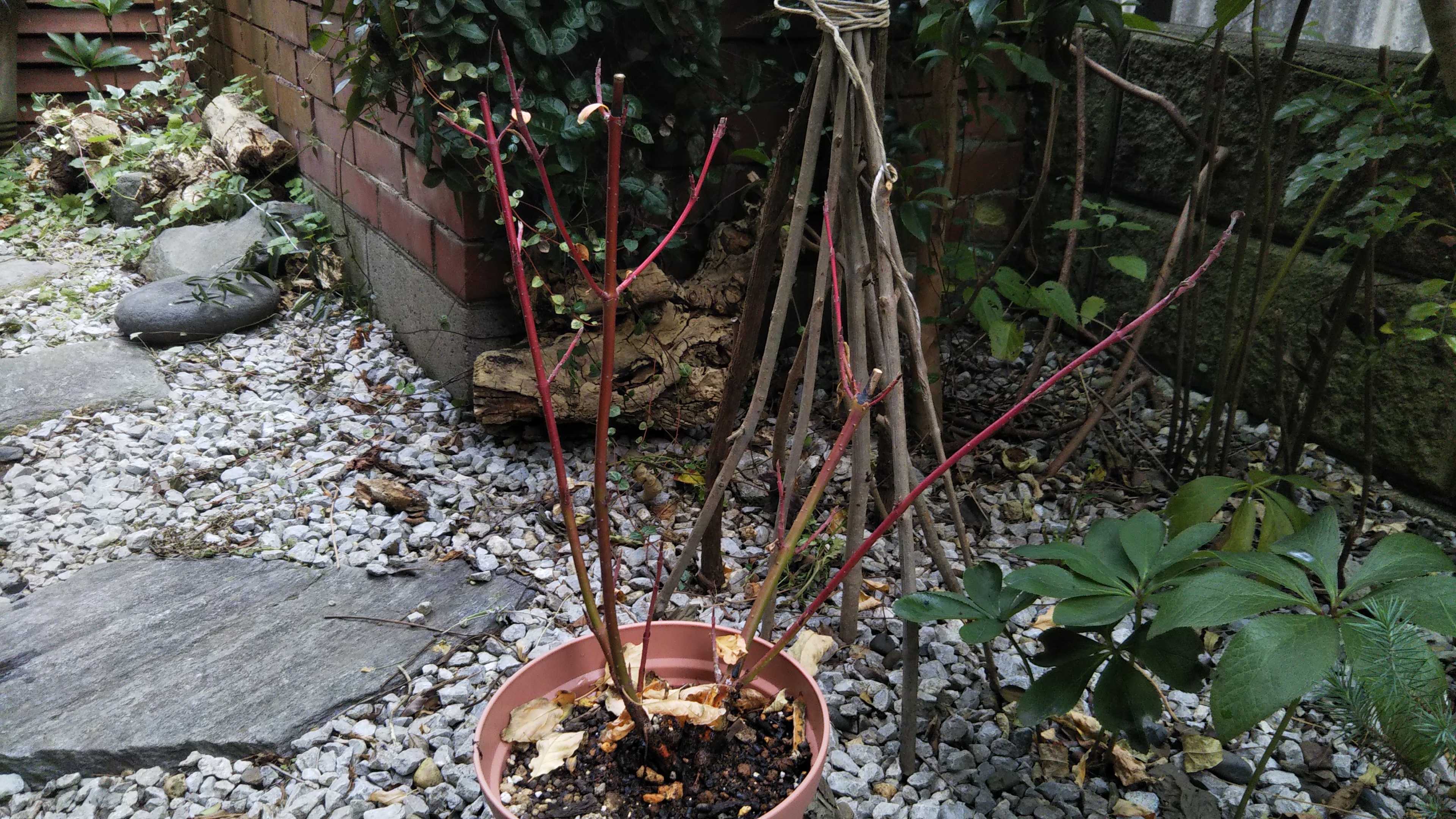 病院ついでにホーマック 庭の落葉 ジャノメエリカ シェードガーデンと猫 楽天ブログ