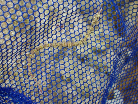 沖縄磯採集2017年9月下旬43　イシヨウジ（Corythoichthys haematopterus）
