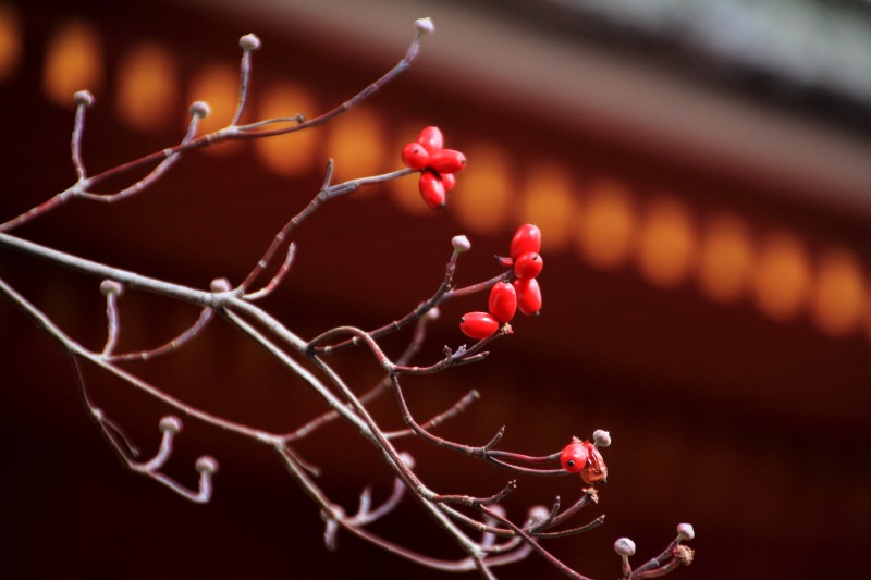 長谷寺・五重塔_005ハナミズキの実.jpg
