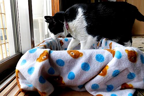 雉子 キジ 耳 ミミ とチャッピの布団 楽天ブログ