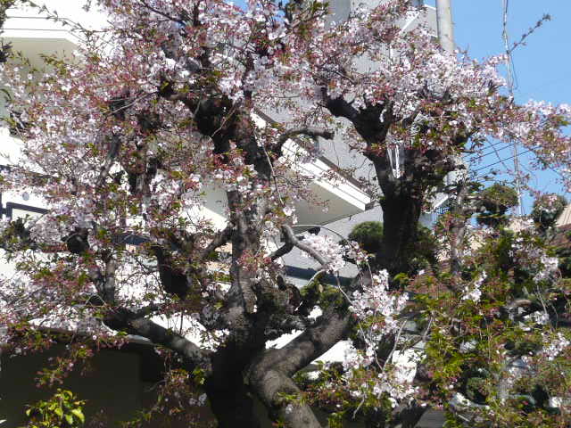 ちりそむ