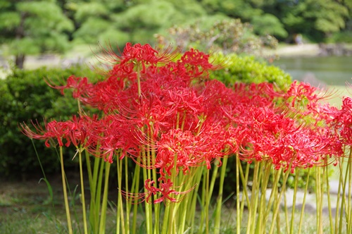 旧芝離宮恩賜庭園の彼岸花