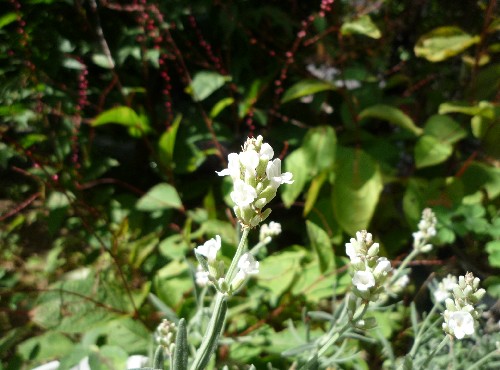 P1110693-1.JPG