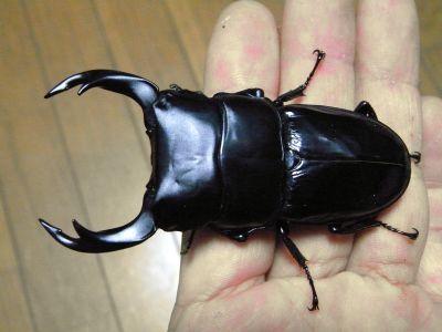 大型クルビデンスの魅力 | 猛者クワ激太への道(Mosa-Kuwa