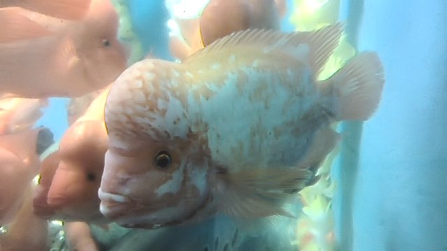 水族館3