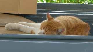 P1020210-ass.jpg