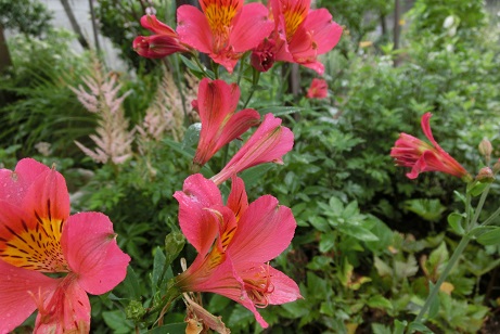 アルストロメリア