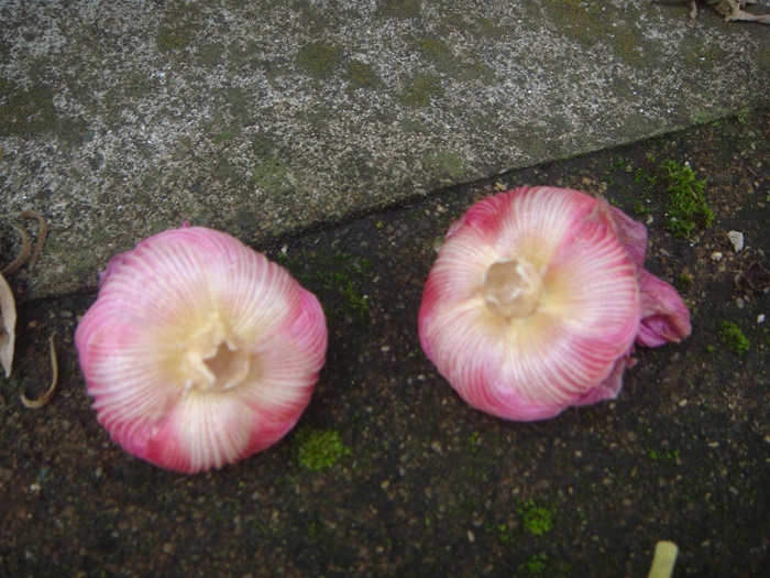DSC09887.JPG