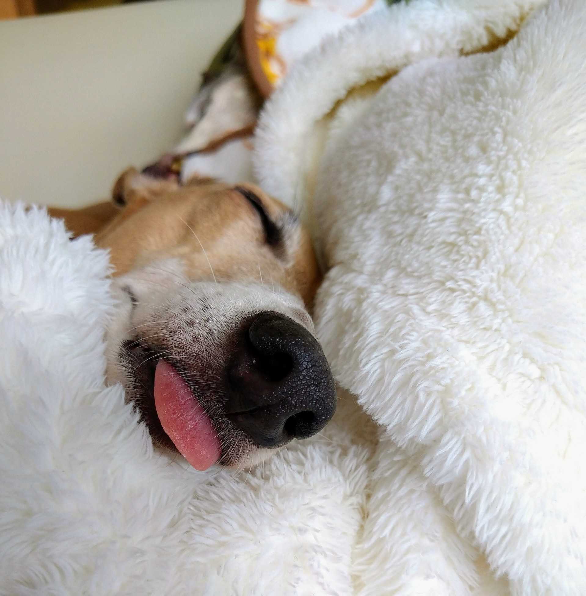 ガムくちゃくちゃティナさん ちゅらおばぁ とティナ イタグレ のブログ 楽天ブログ